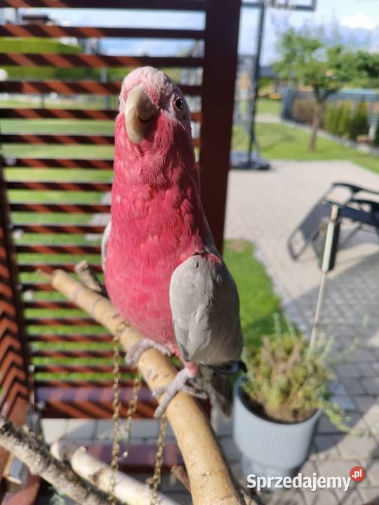 Kakadu Różowe sprzedam śląskie Świerklany