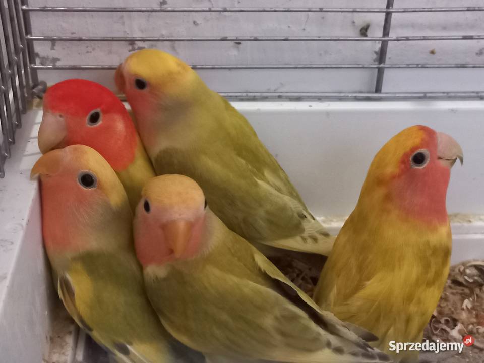 Papugi nierozłączkiryżowce siwe 2025 obrączka opolskie Faustianka