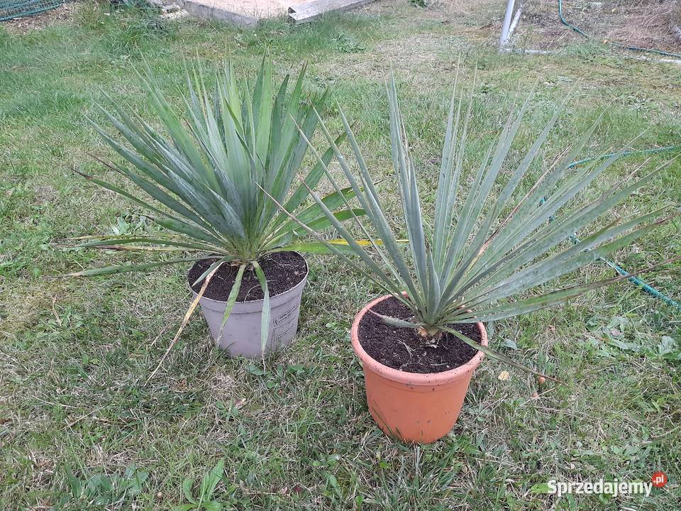 Yucca mrozoodporna juka tworząca pień hybrydy małopolskie Chrzanów