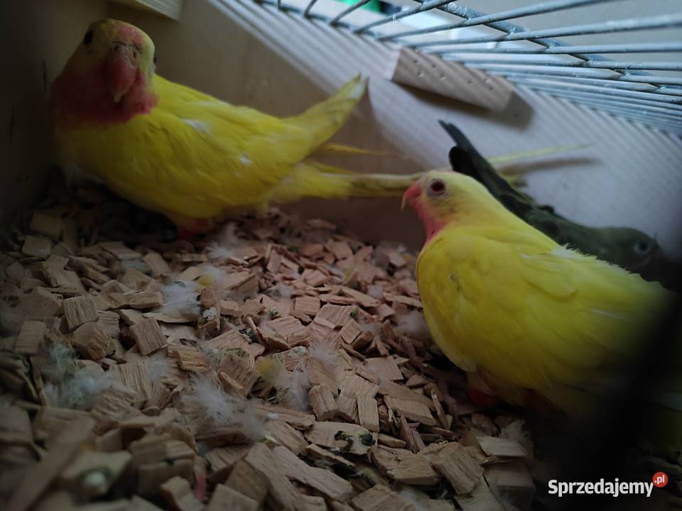 Papugi księżniczki walli Bochnia