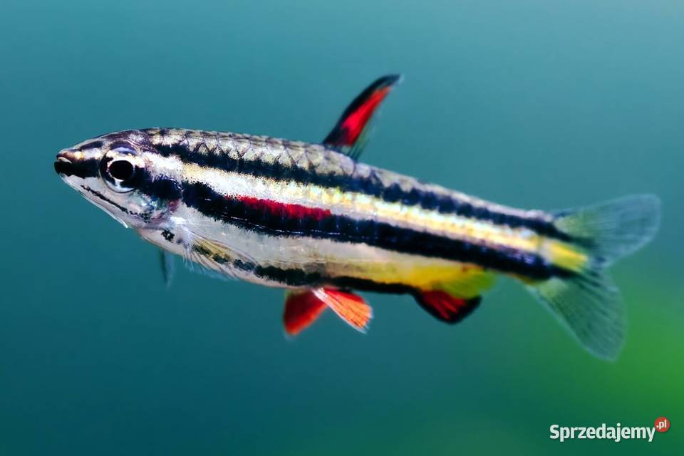 Drobnoustek obrzeżony Nannostomus marginatus