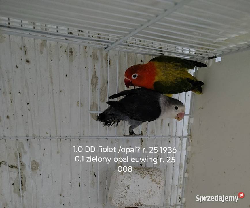 Sprzedam parę nierozłączek małopolskie Nowy Sącz sprzedam