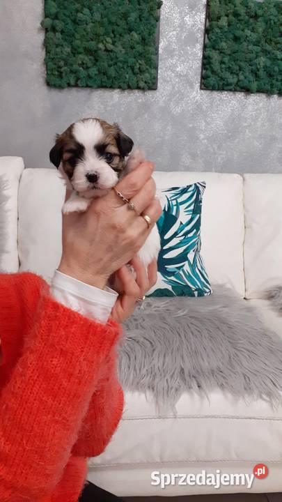 Shih Tzu Maltańczyk Shih Tzu Rzeki Wielkie