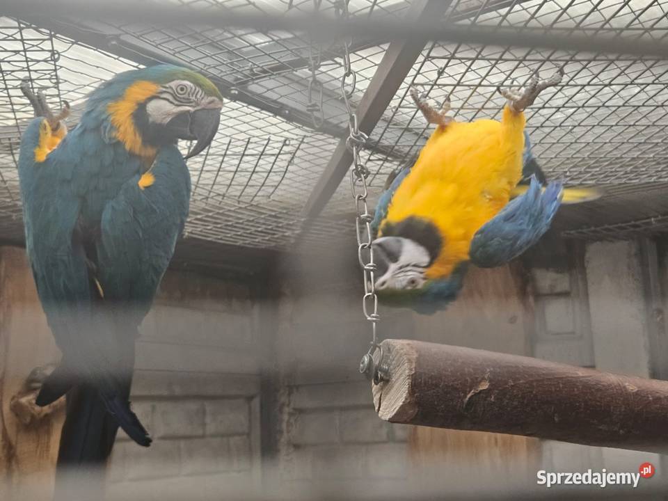 Sprzedam Arara arauna Para Gostyń