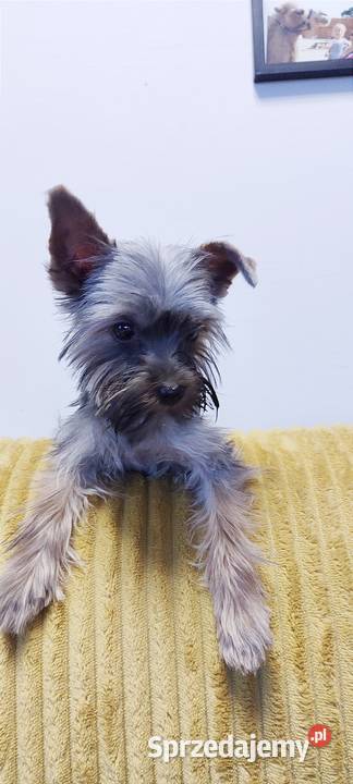 Yorkshire terrier chłopak Psary Małe