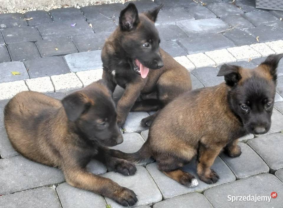 Sprzedam Owczarki Belgijskie Malinois Radgoszcz