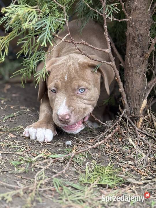 American bully abkc szczeniak Pozostałe Czerlejno
