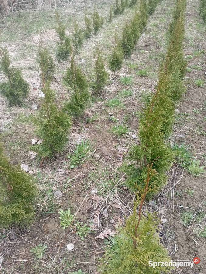 Tuja szmaragd wysokość 80 100 Rośliny podkarpackie
