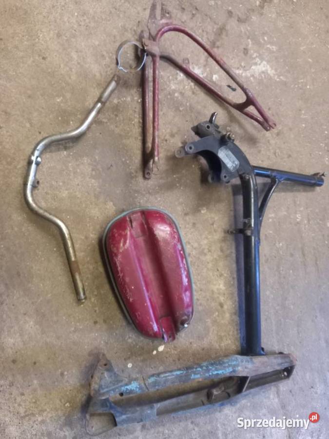 Komar sztywniak mazowieckie Sokołów Podlaski