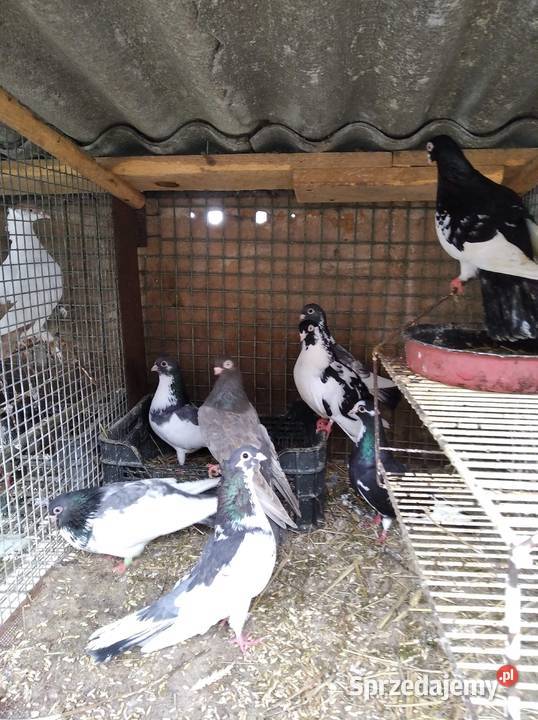 Gołębie ozdobne