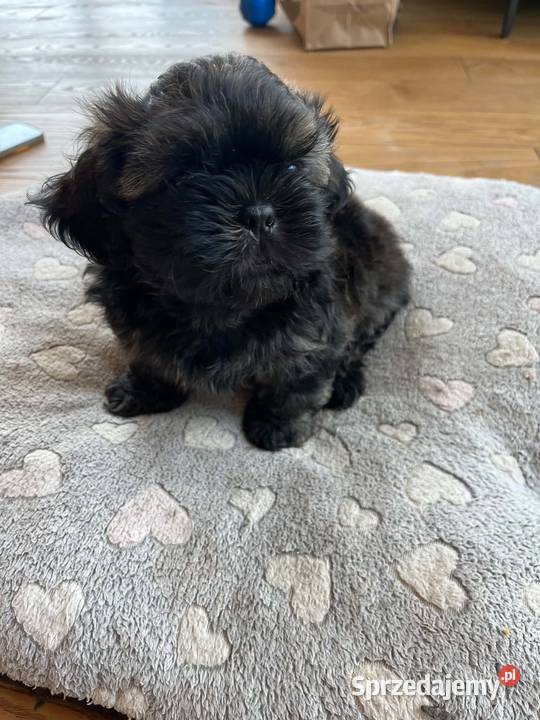 Pięciopokoleniowe Shih Tzu Dłutów