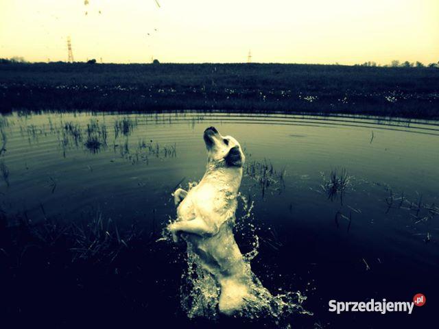 szczeniaki rasy Labrador REZERWACJA