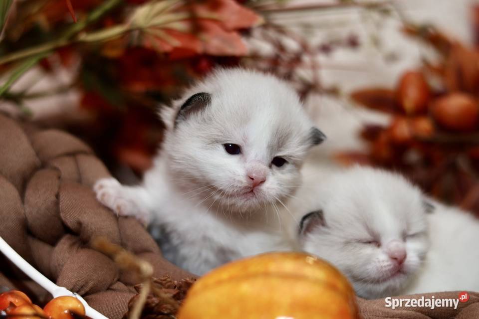 Ragdoll bracia bicolor