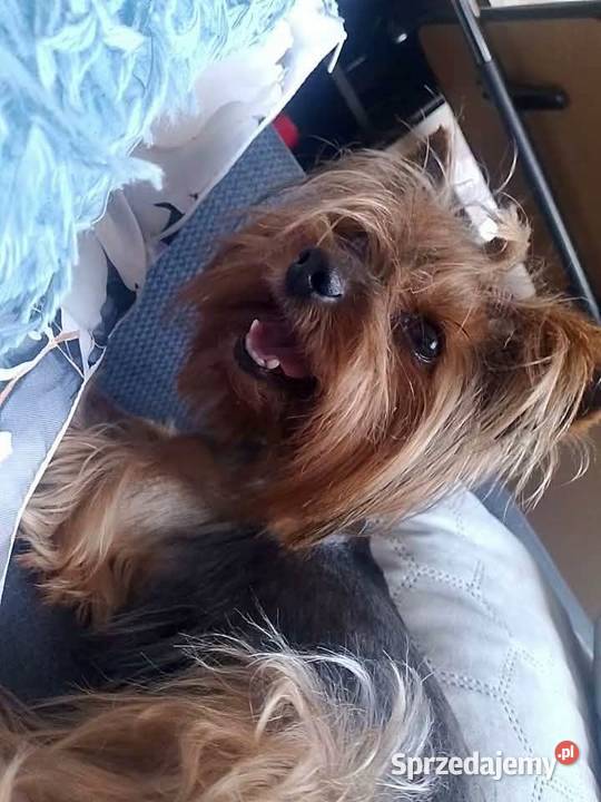 Dziewczynka york terrier kujawsko-pomorskie Janikowo