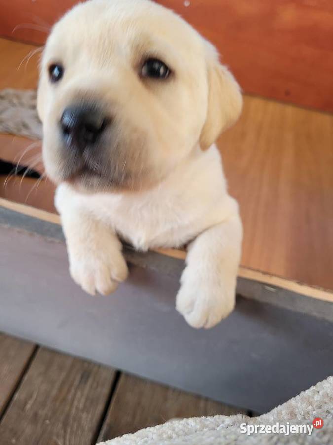 Labradory z rodowodem