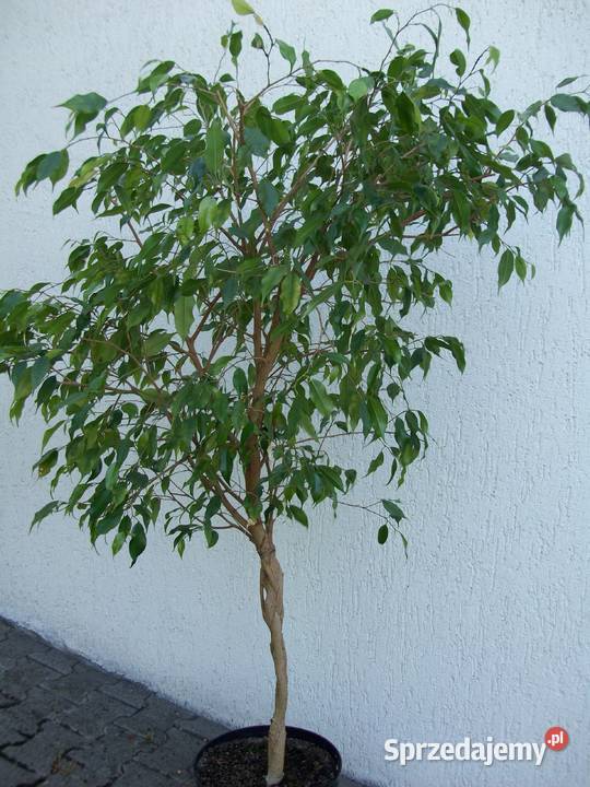 FIKUS FICUS BENJAMINA NA PNIU PLECIONY 160 Kowary