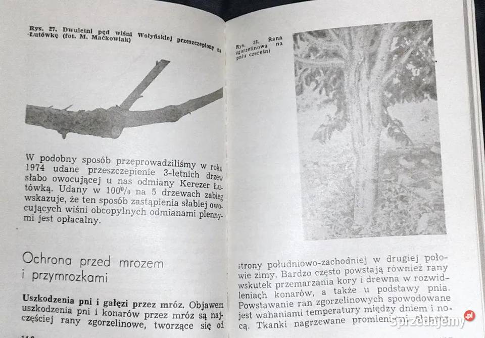 Czereśnie i wiśnie Jerzy Wierszyłłowski Pozostałe lubelskie