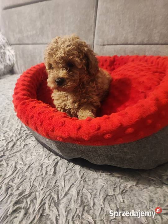 Pudelki toy miniatura szczenięta koniec grudnia Bolesławiec
