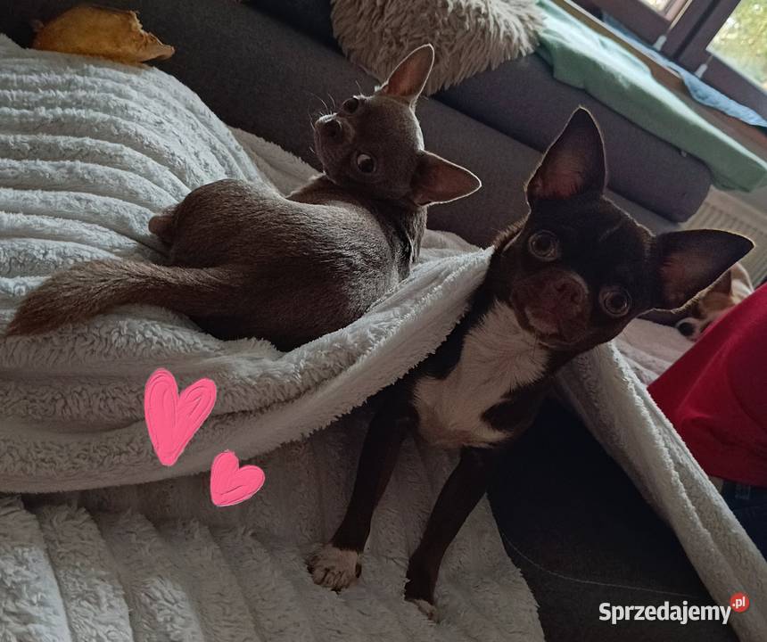 Pies Chihuahua liliowy badania DNA zdrowy 2 lata Bełchatów sprzedam