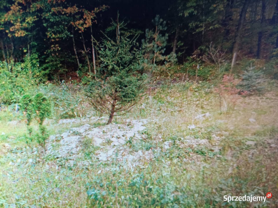 Działka udowlana w zagórniku Zagórnik