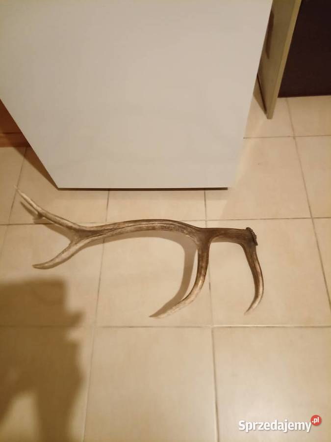 Poroże Jelenia zrzut Lublin