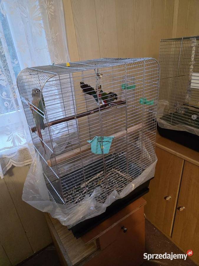 Papugi rudosterki Sławków sprzedam