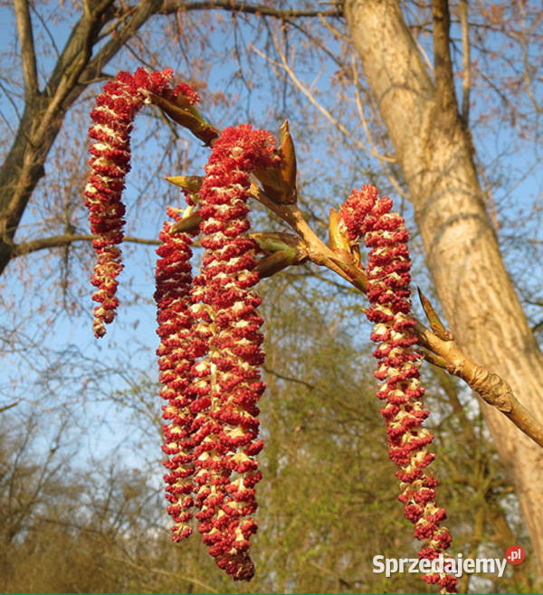 TOPOLA SZARA Populus canescens NASIONA 700000 kujawsko-pomorskie