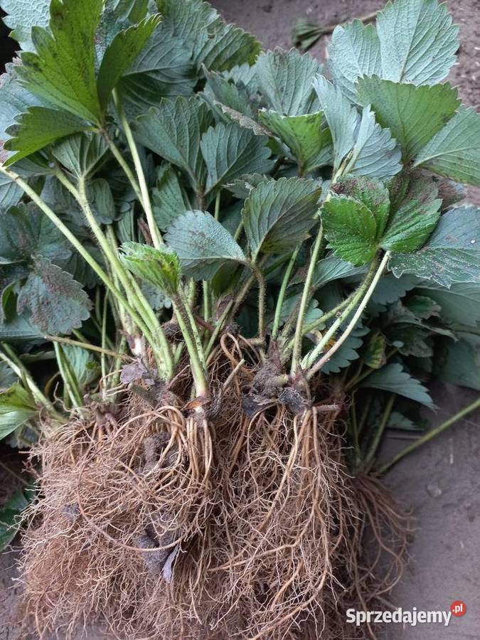 Truskawki sadzonki truskawek Tea Słubice