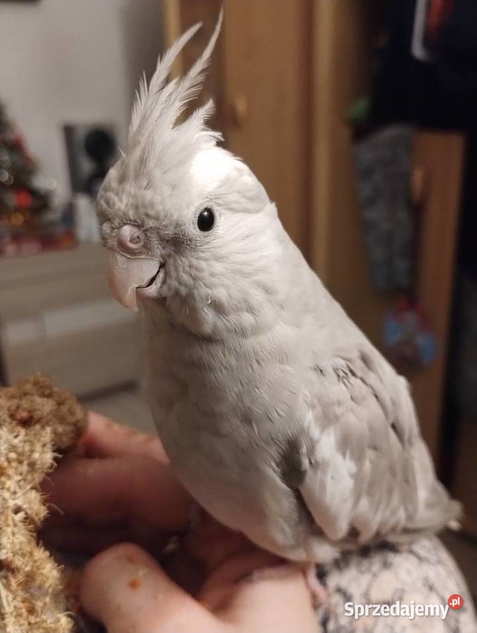 Nimfa oswojona samica Cieszyn