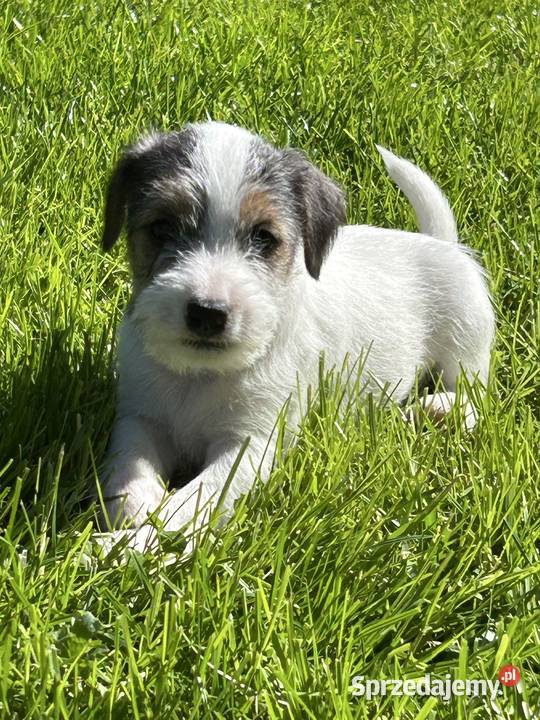 Parson Russell Terrier szczenięta Gostyń