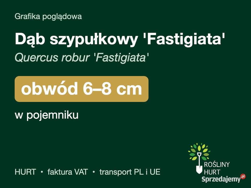 Dąb szypułkowy Fastigiata obwód 68 w pojemniku