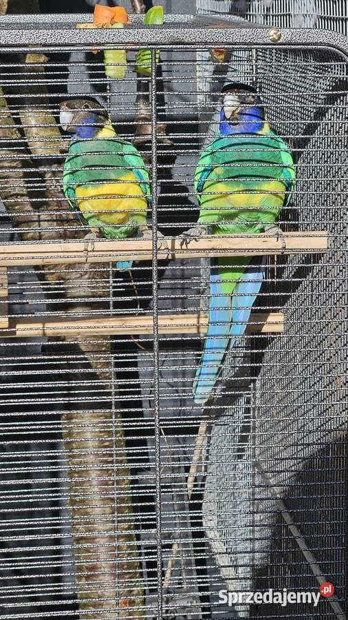 Sprzedam pare barnardow żółto brzuchych Poznań