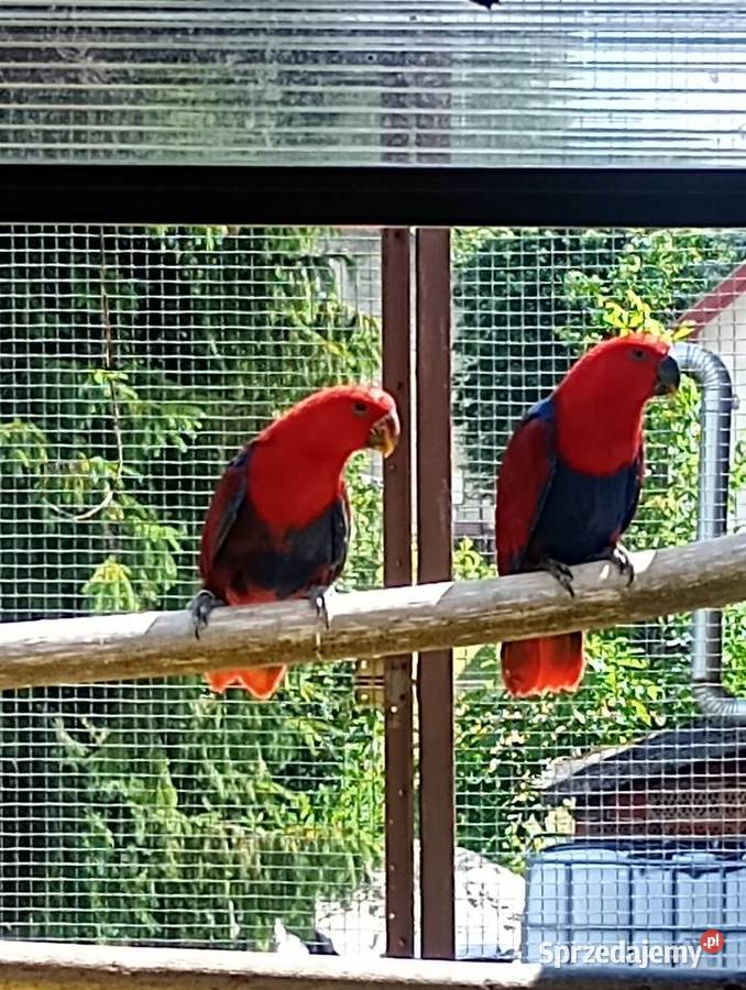 Lora wielka lory Tarnów