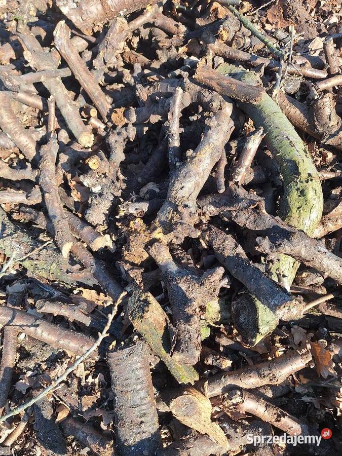 Drewno drzewo opałowe JABŁOŃ DĄB