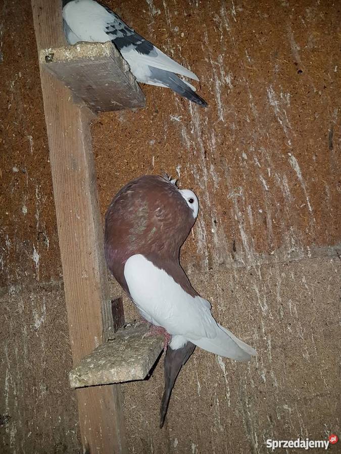 Garłacze siodłate Ptaki Raszków