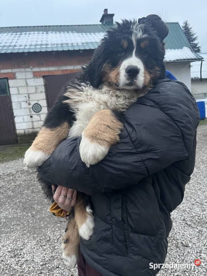 Berneński pies pasterski Bąbel Jagodnik sprzedam