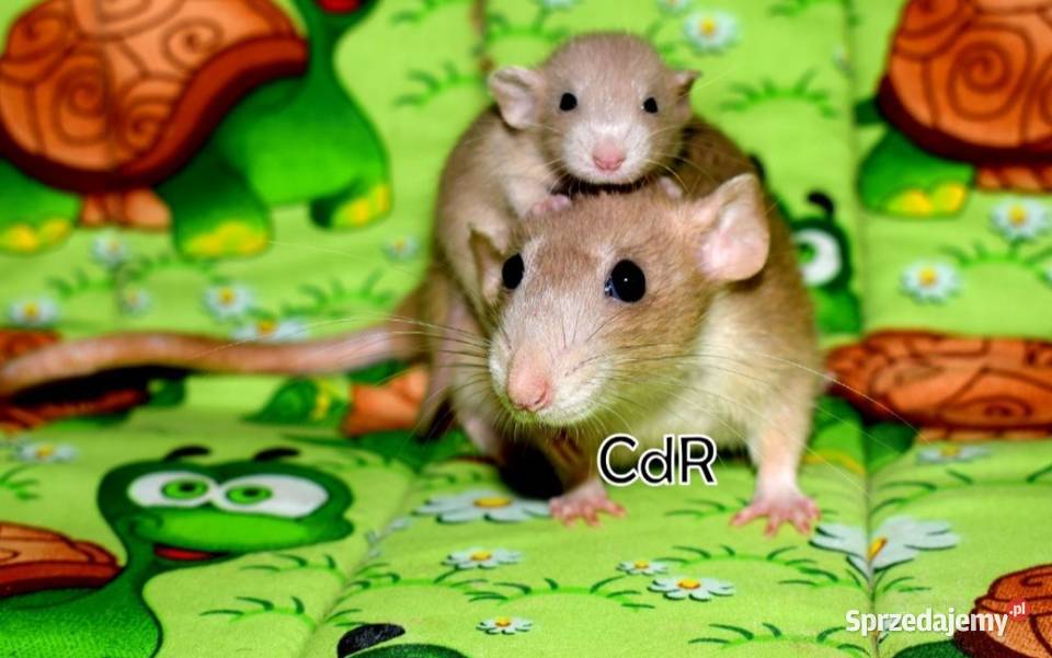 Szczury szczurki szczur dumbo dumbo Gryzonie Wrocław sprzedam