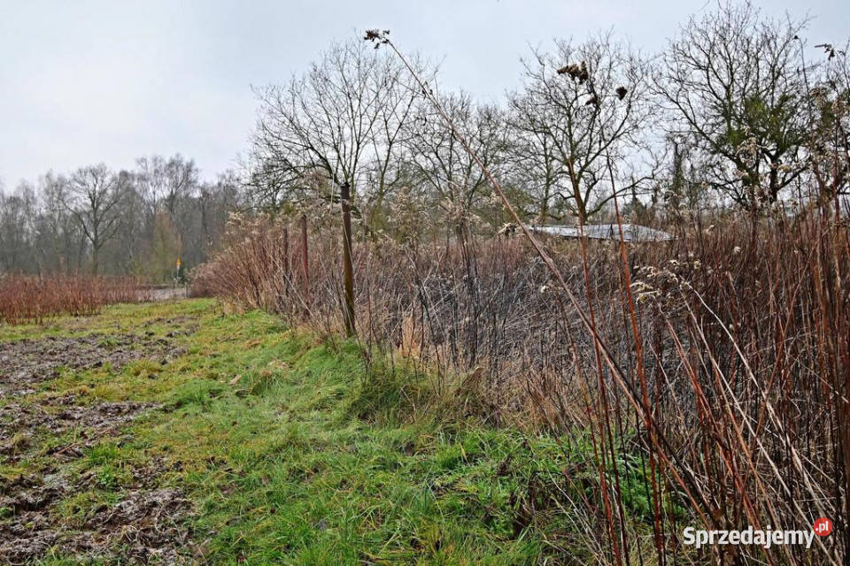Piękna działka 65a pod Kazimierzem Dolnym asfalt Sprzedaż Kazimierz Dolny