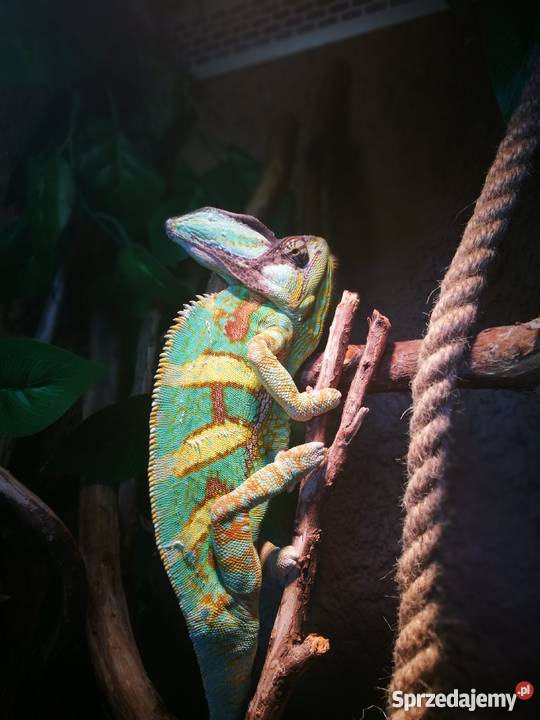 Kameleon jemeński terrarium