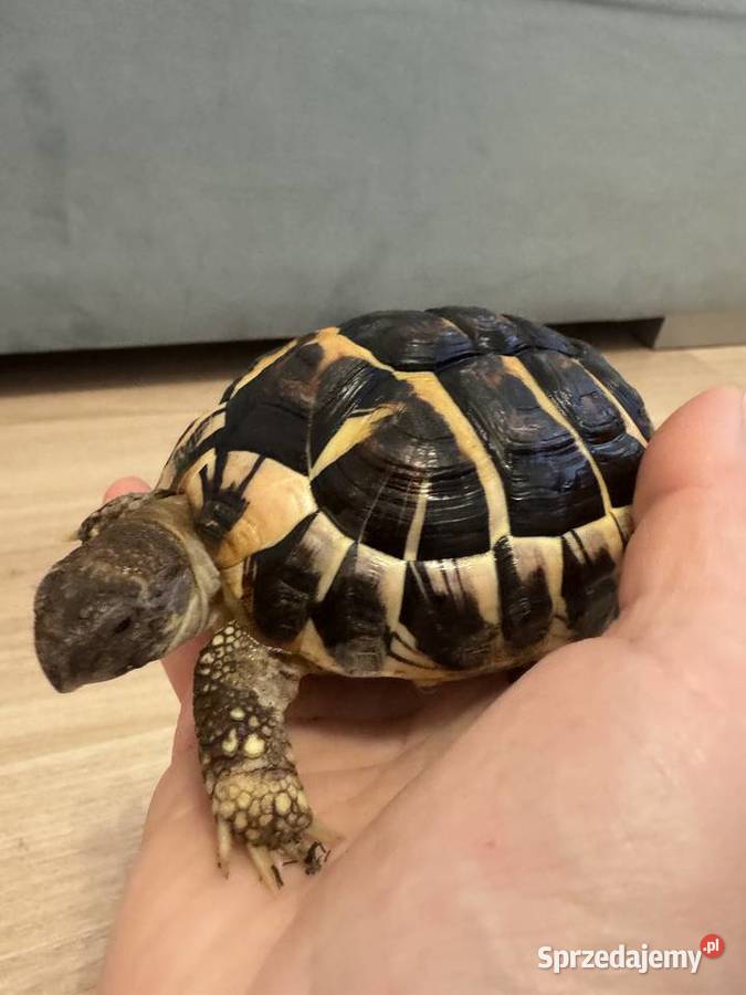 Żółw grecki lądowy Testudo Hermanni lubelskie Lublin