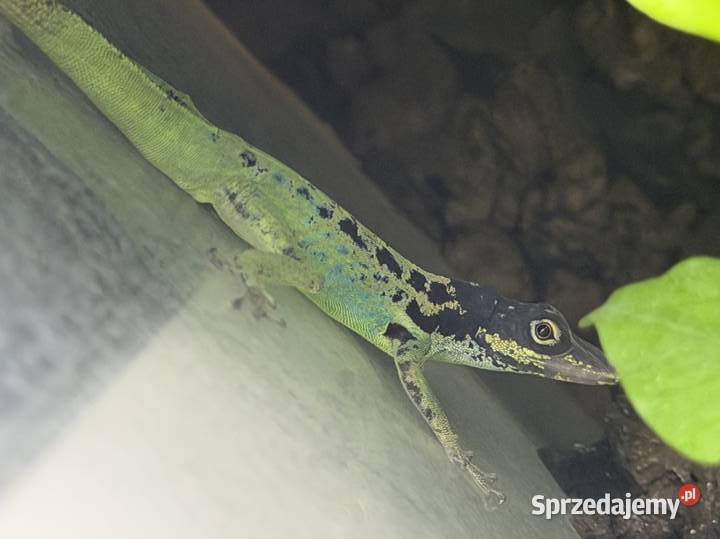 Anolis roquet summus macouba Samiec Sosnowiec