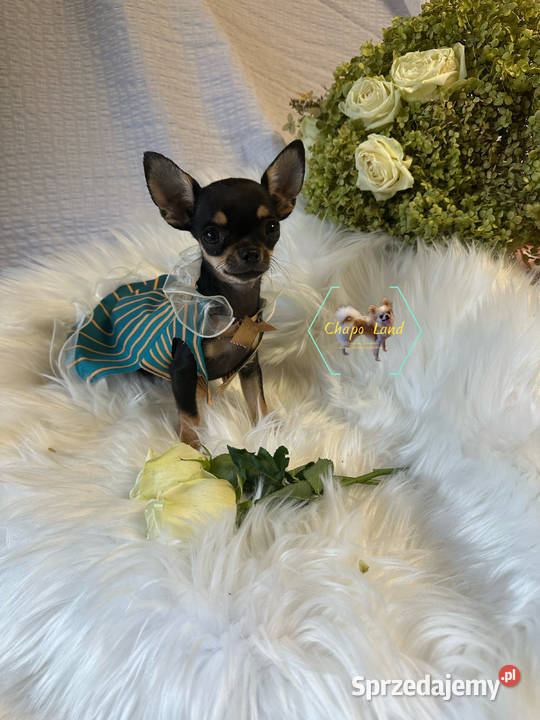 Chihuahua suczki z rodowodem black tricolor tan Skarżysko-Kamienna
