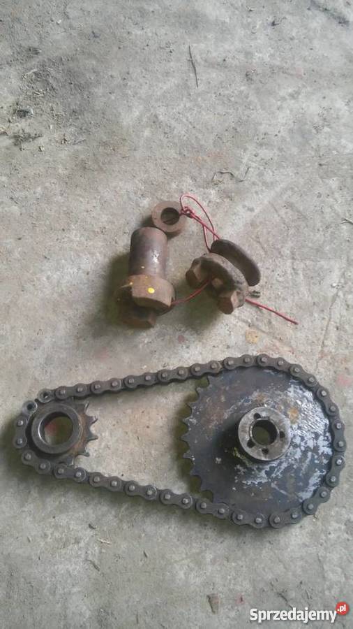 Zebatki wyciagarka lesna