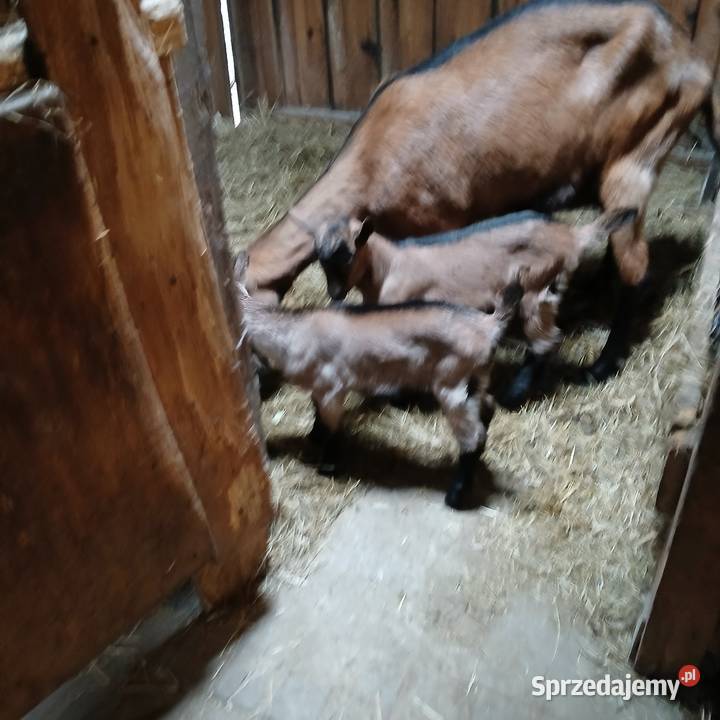 Młoda piękna kózka i koziołek rasy alpejskiej z kujawsko-pomorskie Radoszki