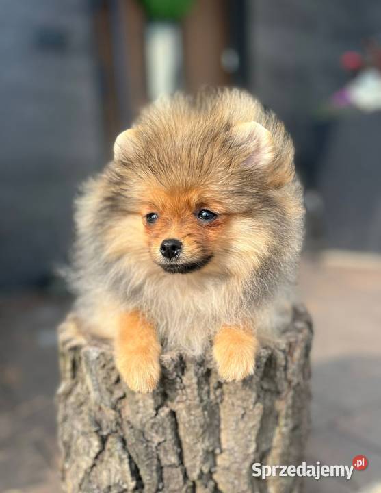 Pomeranian Bełchatów