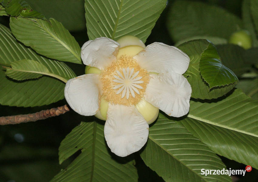 SŁONIOWE JABŁKO Dillenia indica NASIONA 400 Lubanie
