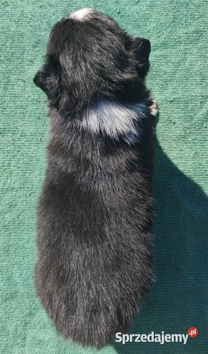 Wspaniały Pies FABIO BORDER COLLIE z pełną dok Iwonicz