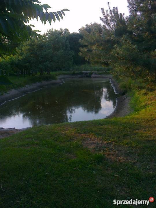 Sprzedam siedlisko Celestyny