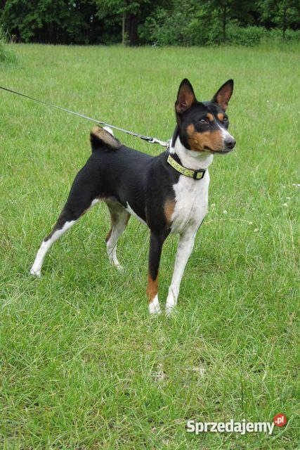 basenji szczenięta pomorskie Gdańsk