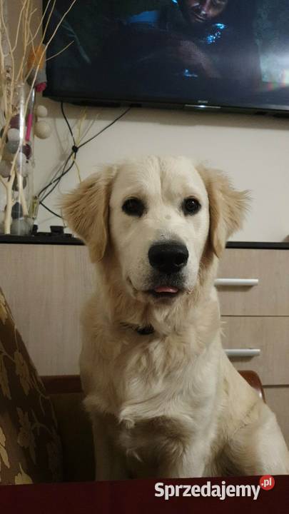 Golden retriver Psiaki gotowe na nowy dom lubelskie Izbica